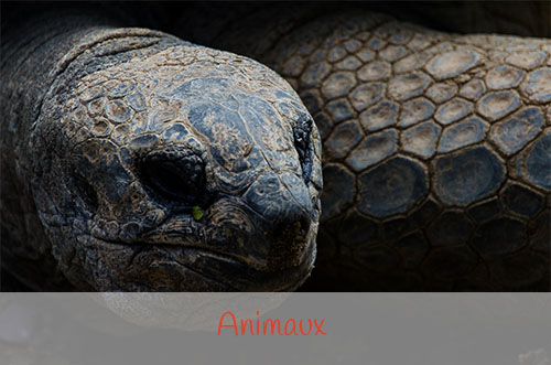 Animaux
