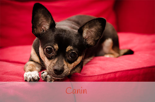 Canin