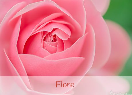 Flore