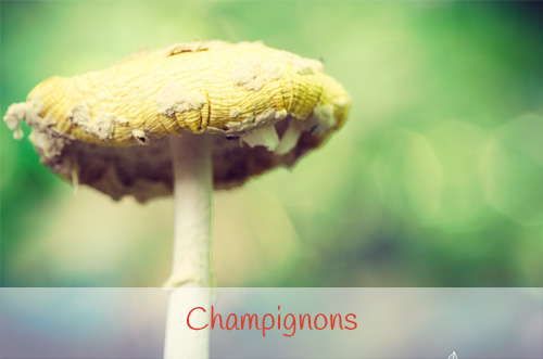 Champignons