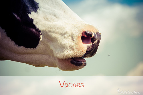 Vaches